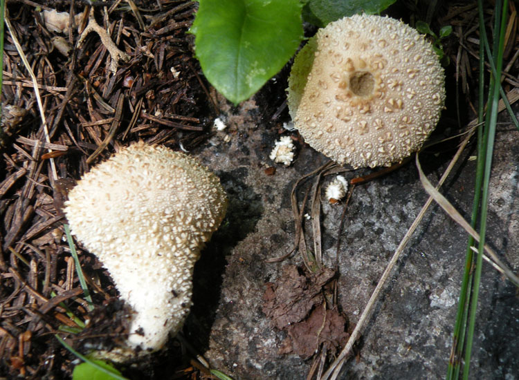 Lycoperdon dal Trentino